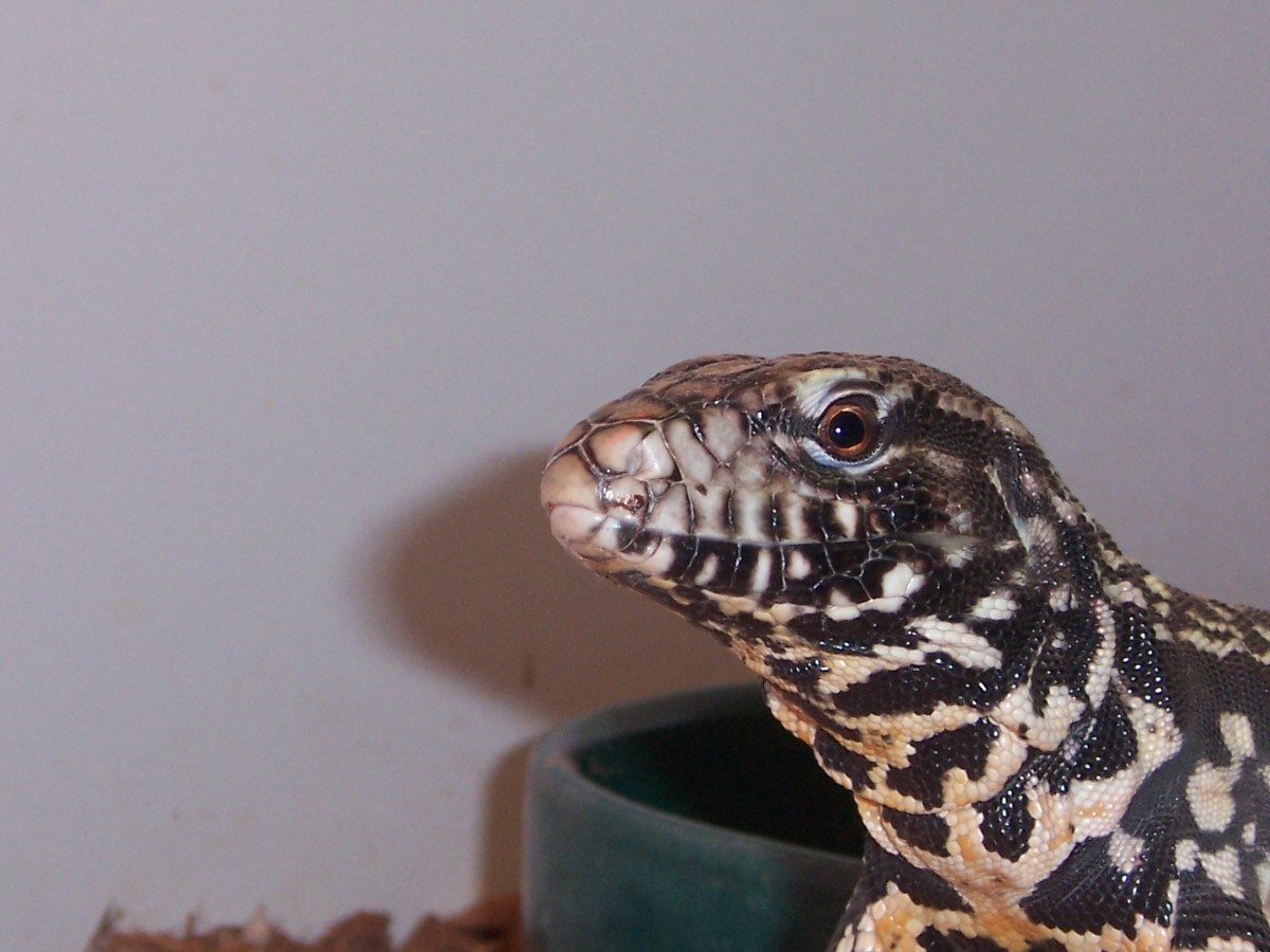 My argentine black and white tegu