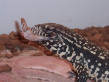 my arg.black and white tegu eating