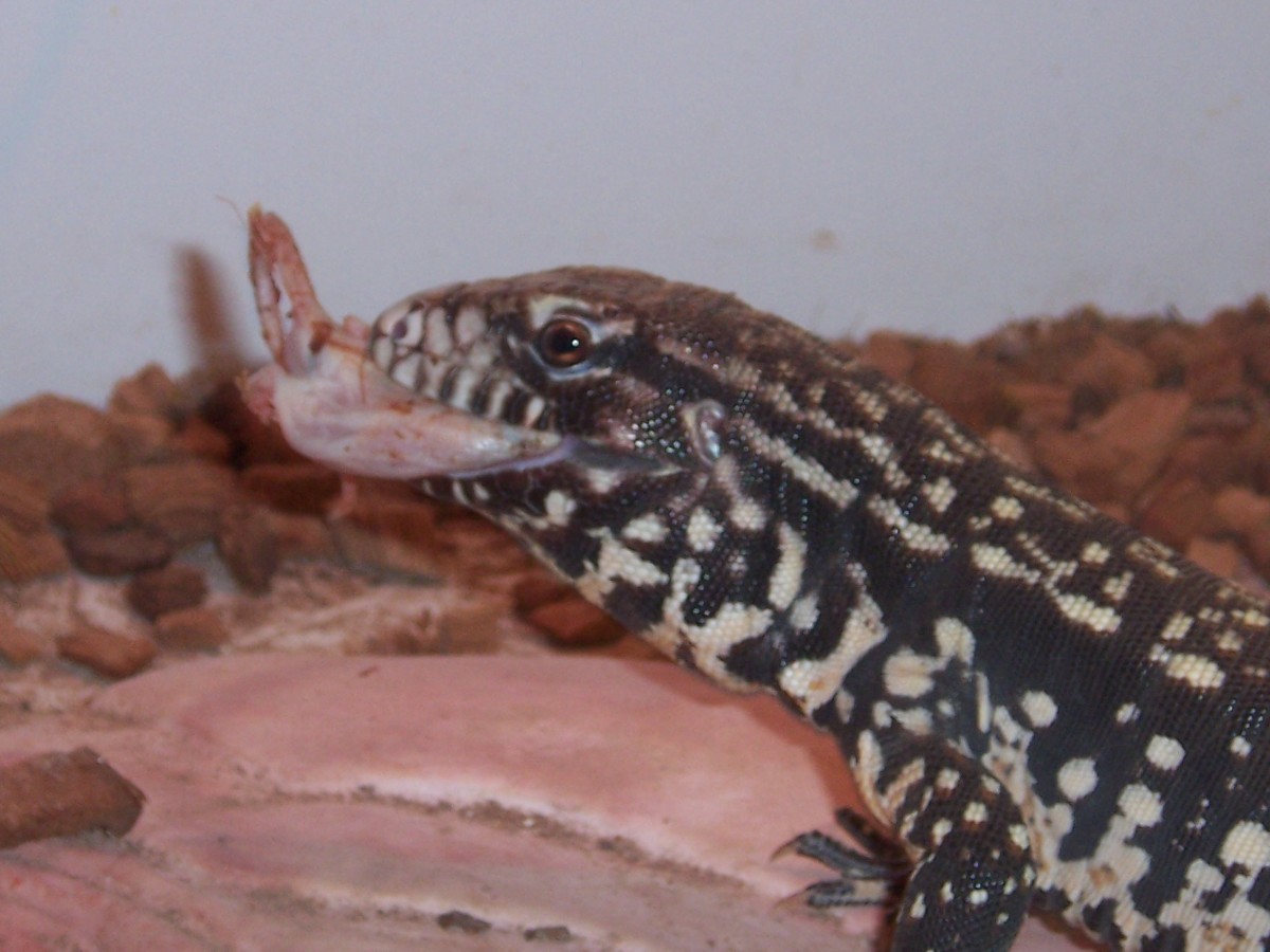 my arg.black and white tegu eating