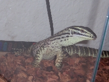 ARGUS MONITOR
