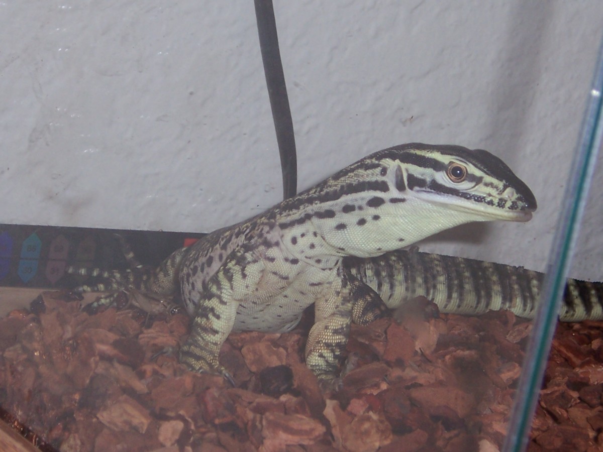 ARGUS MONITOR