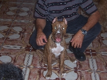American red nose pit