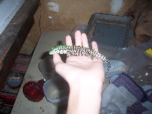 Here he is at 1week old