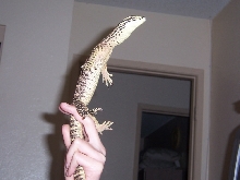My baby argus tripoding on my hand