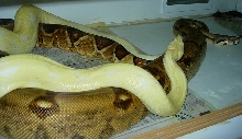 Albino x Dh Ghost