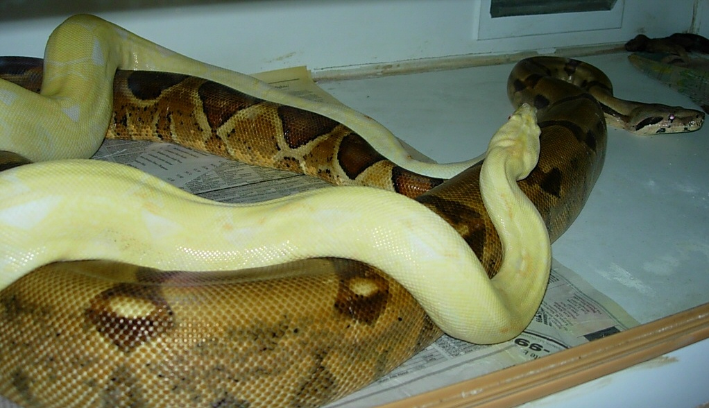 Albino x Dh Ghost