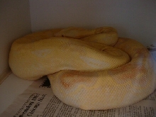 gravid