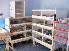 boa room