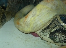 Albino x Anery 66% Snow copulation