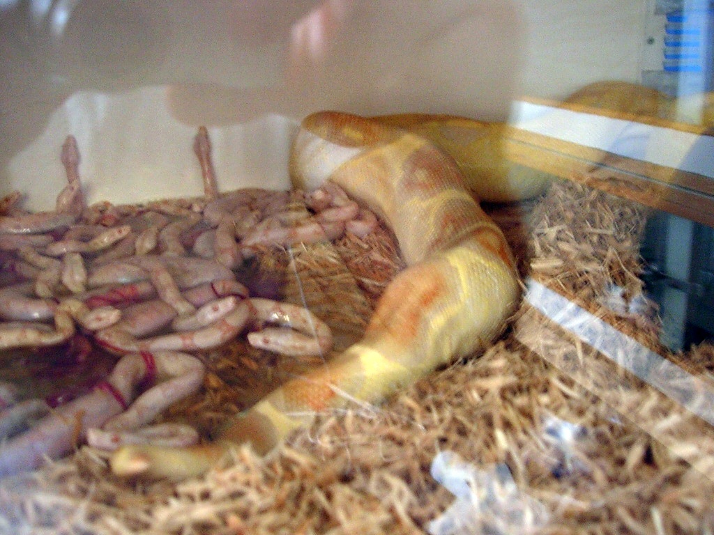 babies