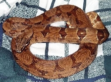 Salmontine male