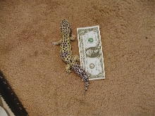 Apollo size