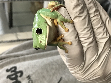 Mexican Leaf Frog