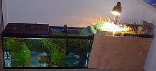 Turtle Tank & Island