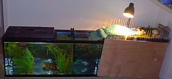 Turtle Tank & Island