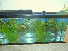 Slider Aquarium