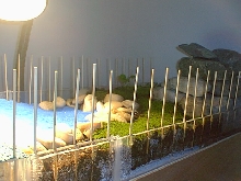 Basking Area Close-Up