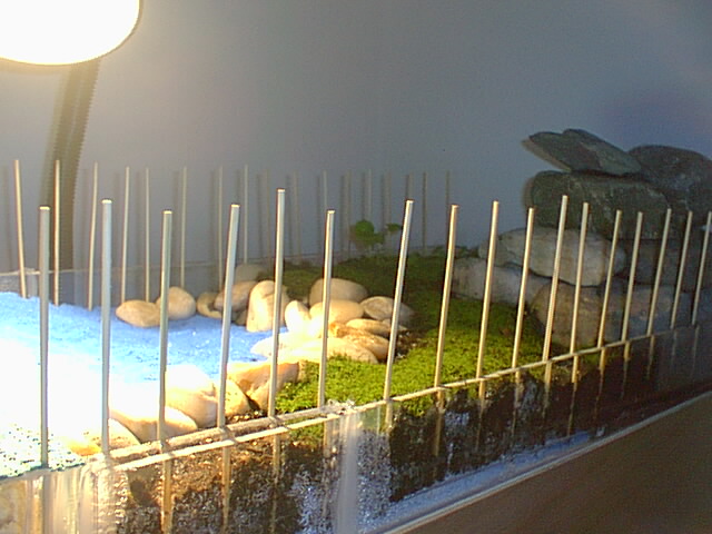Basking Area Close-Up