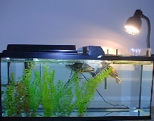 Red-Eared Slider Aquarium