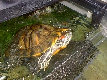Female Red-Eared Slider & Tank