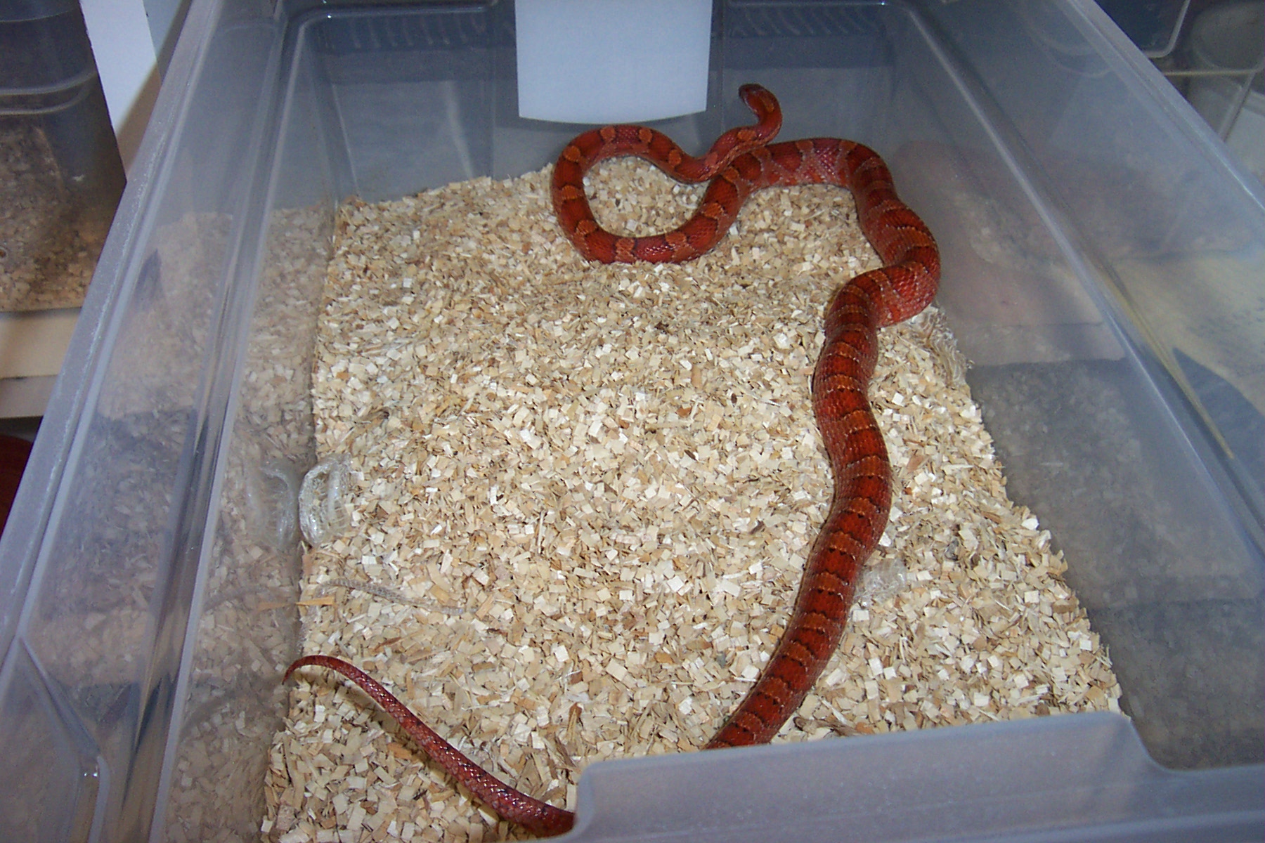 Bloodred het  pewter