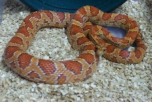 02 Hypo