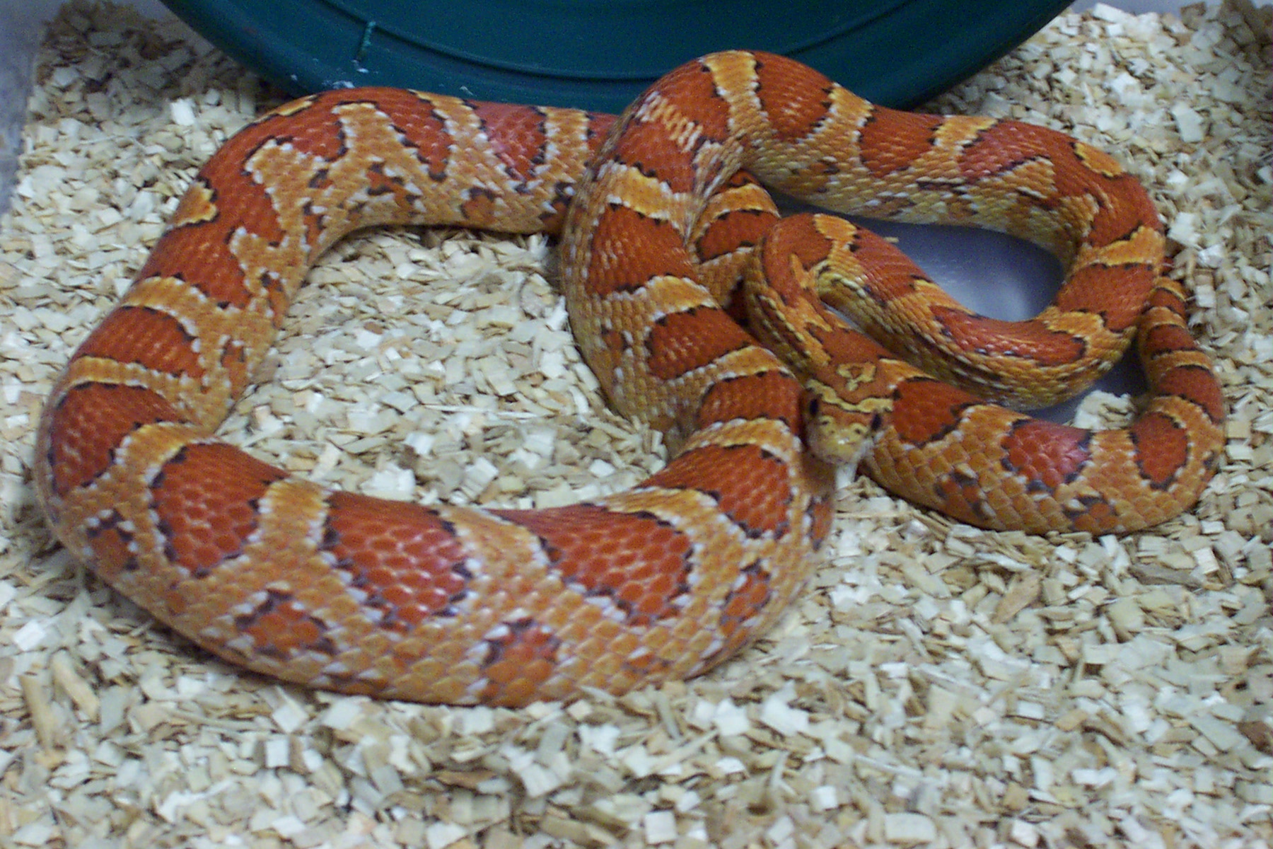 02 Hypo