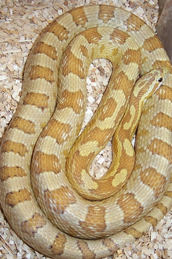 Amber male