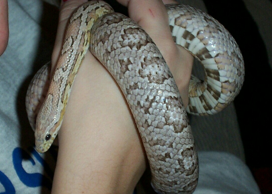 Female Ghost