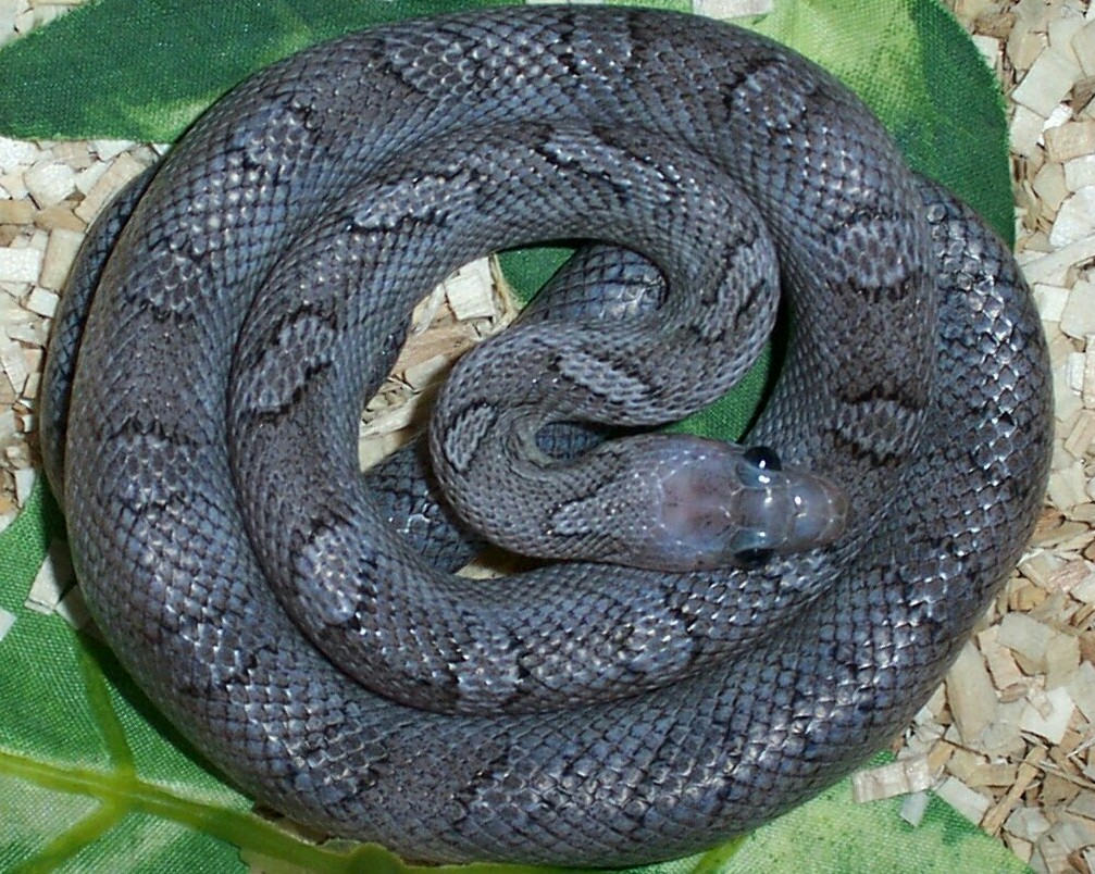 Pewter