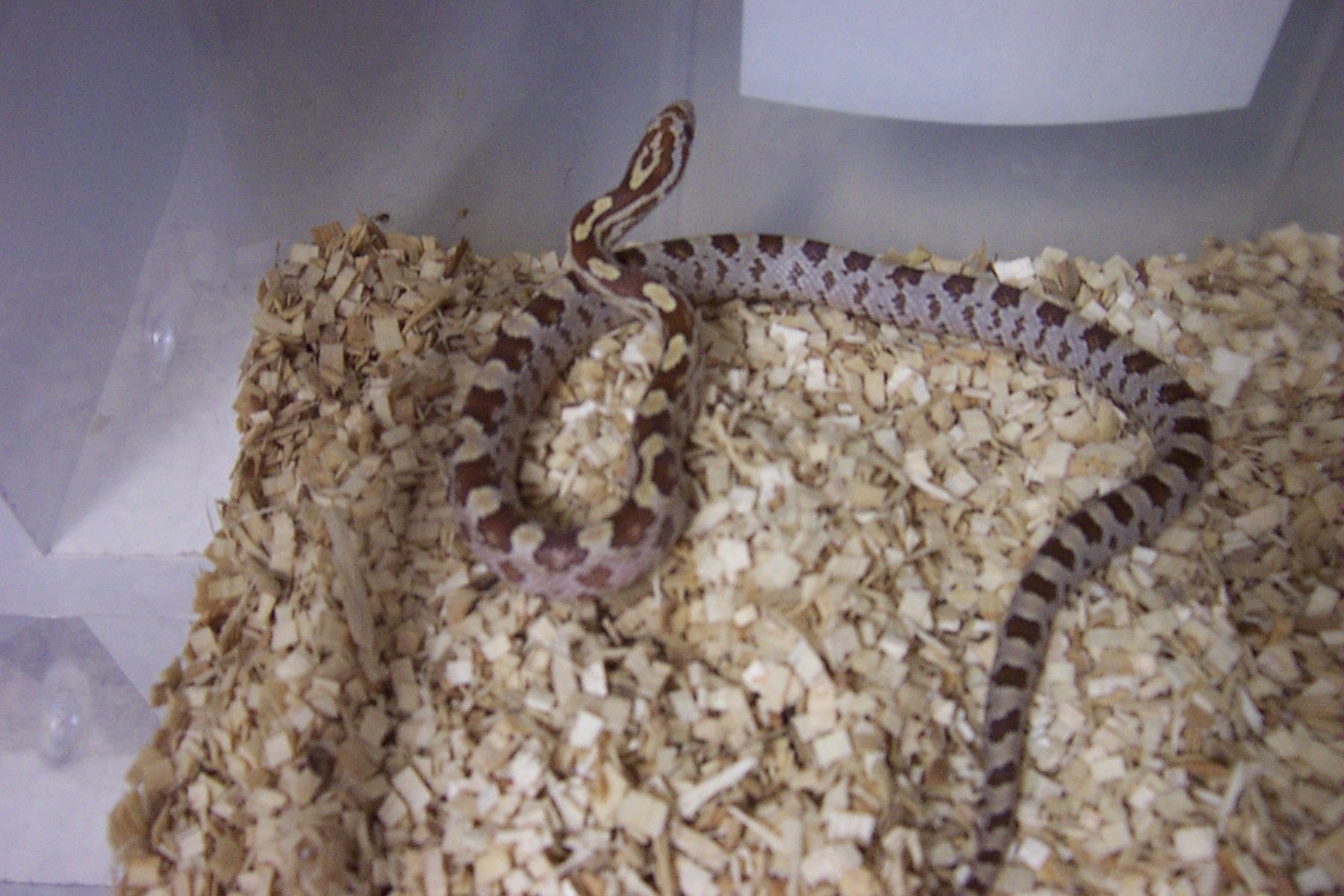 02 Male Amber