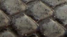mystery snake