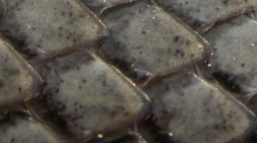 mystery snake
