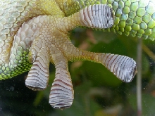 Grandis foot close-up