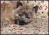 Naptime for Kirby!