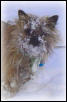 Kirby snowface