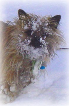 Kirby snowface
