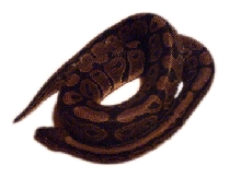 My Snake, Monty
