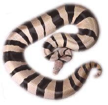 Zebra Ball Python Morph