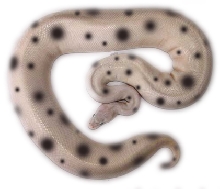 Dalmation Ball Python Morph.