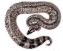 Raccoon Ball Python Morph