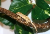 Gecko1