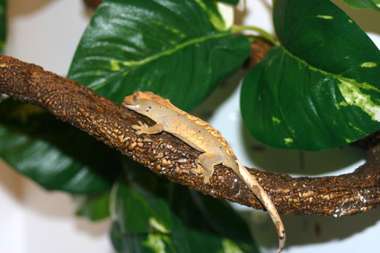 Gecko1