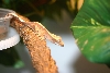 Gecko 2