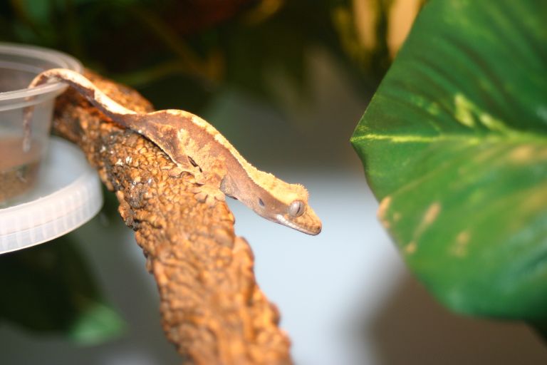 Gecko 2