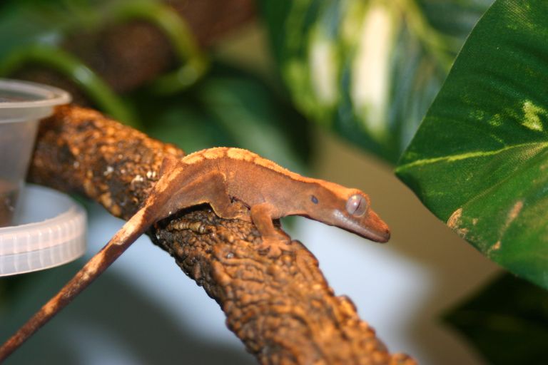 Gecko 3