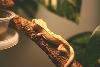 Gecko 4