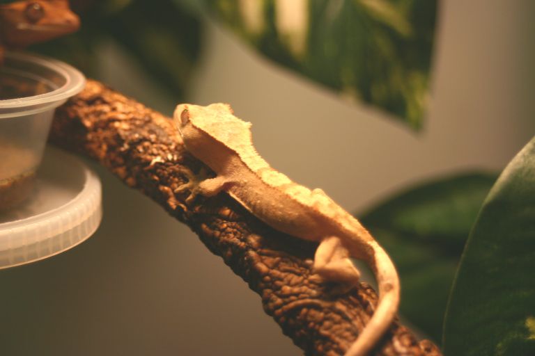 Gecko 4
