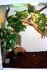Our crested habitat