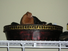 Nesting